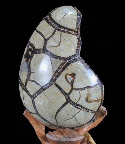 Septarian Dragon Egg Geode - Black Crystals #72049